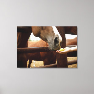 Lienzo Mano que alimenta a un caballo una manzana