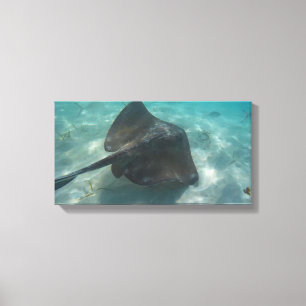 Lienzo MANTA RAY EN CANVAS 20 "x 16"
