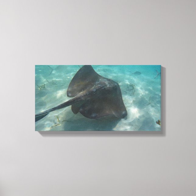 Lienzo MANTA RAY EN CANVAS 20 "x 16" (Anverso)