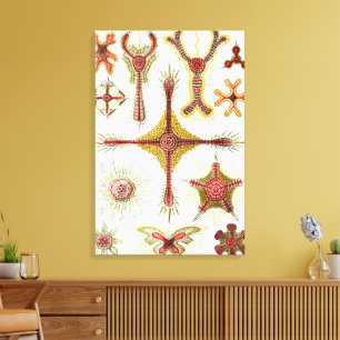 Lienzo Manzanilla silvestre por Ernst Haeckel, Naturaleza