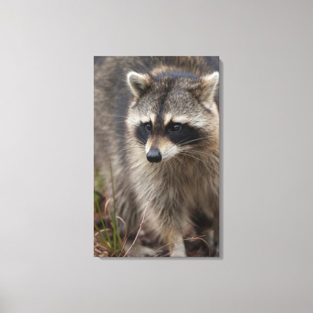 Lienzo Mapache, Procyon lotor, Florida (Anverso)