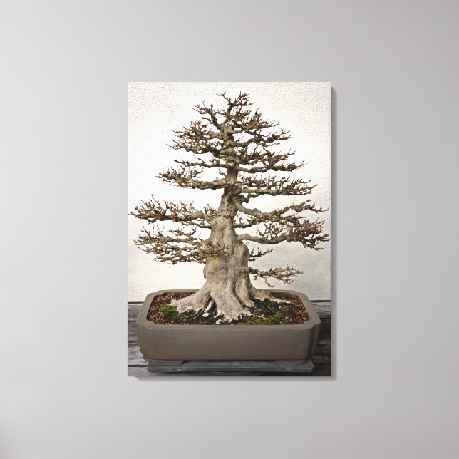 Lienzo Maple Bonsai Tree (Anverso)