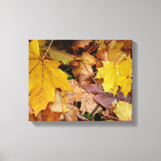 Lienzo Maple caído deja naturaleza otoño amarilla