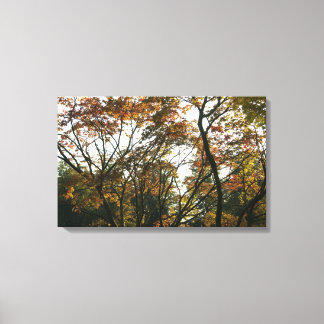 Lienzo Maple japonés en otoño II