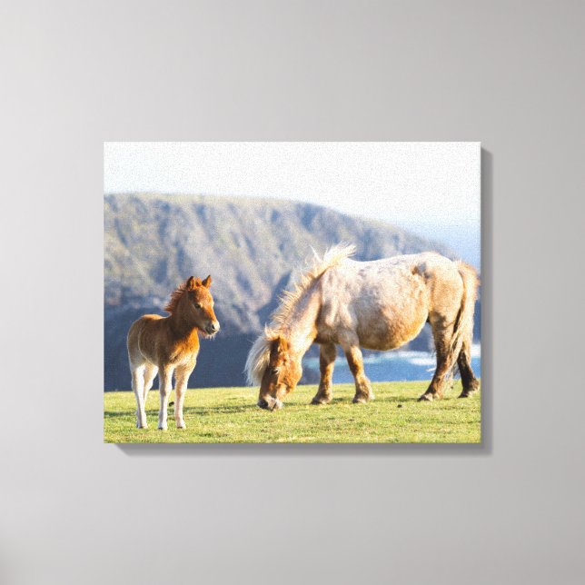 Lienzo Mare with Foal, islas Shetland, Escocia (Anverso)