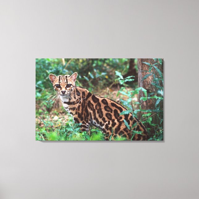 Lienzo Margay, Leopardus wiedi, nativo de México (Anverso)