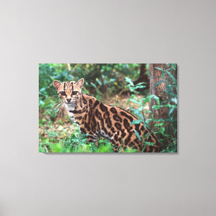 Lienzo Margay, Leopardus wiedi, Nativo de México hasta