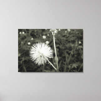 Lienzo Maria-fecha-a-porta - p&b