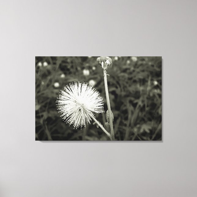 Lienzo Maria-fecha-a-porta - p&b (Anverso)