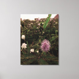 Lienzo Maria-fecha-a-porta - ROSA