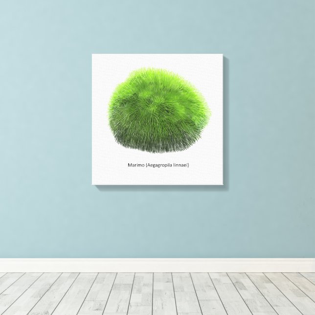 Lienzo Marimo Moss Ball Hand Drawn (Insitu (piso de madera))