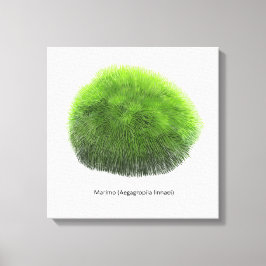Lienzo Marimo Moss Ball Hand Drawn