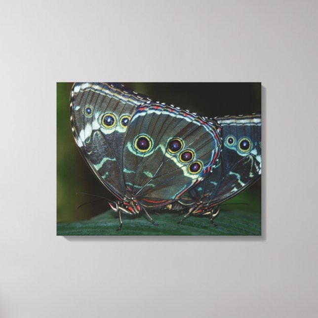 Lienzo Mariposa (Anverso)