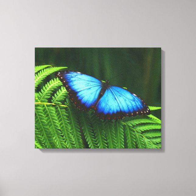 Lienzo mariposa (Anverso)
