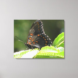 Lienzo mariposa