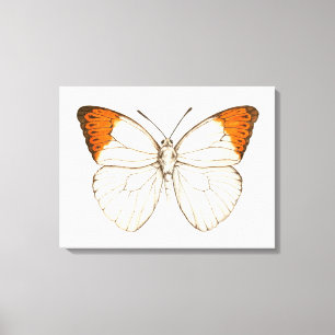 Lienzo Mariposa acuarela, gran punta naranja