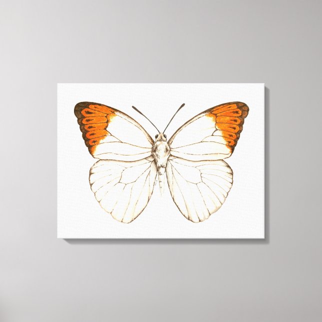 Lienzo Mariposa acuarela, gran punta naranja (Anverso)