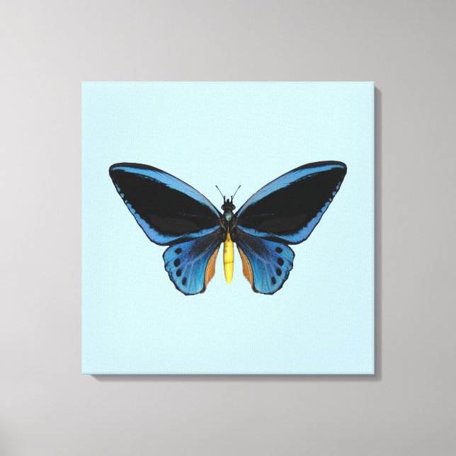 Lienzo Mariposa Ala de Pájaro (Anverso)