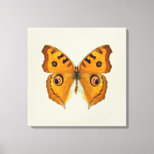 Lienzo Mariposa Argus de la pradera