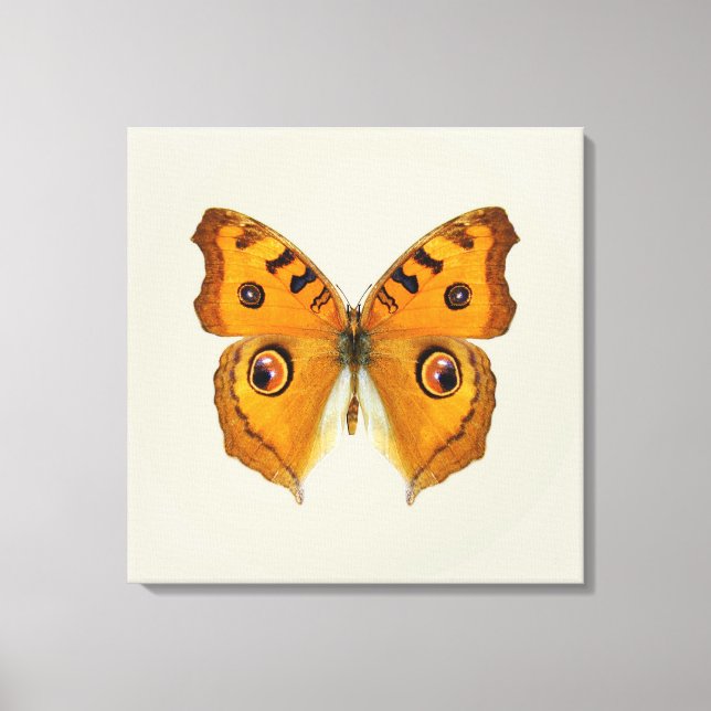 Lienzo Mariposa Argus de la pradera (Anverso)