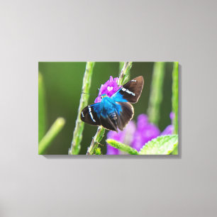Lienzo Mariposa Astraptes fulgerator en Costa Rica