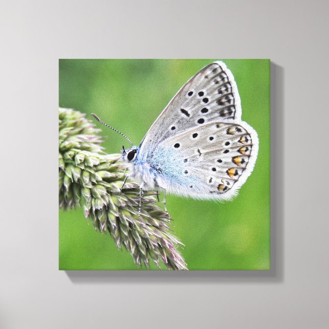 Lienzo Mariposa Azul Común en Hierba (Anverso)