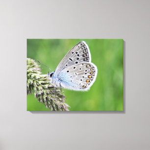 Lienzo Mariposa azul común en la hierba