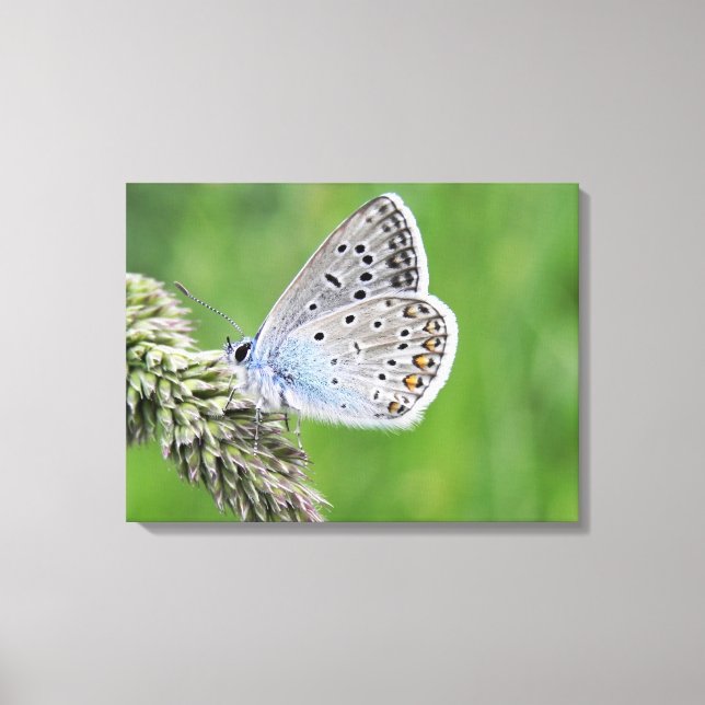 Lienzo Mariposa azul común en la hierba (Anverso)