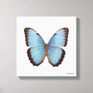 Lienzo Mariposa azul de Morpho