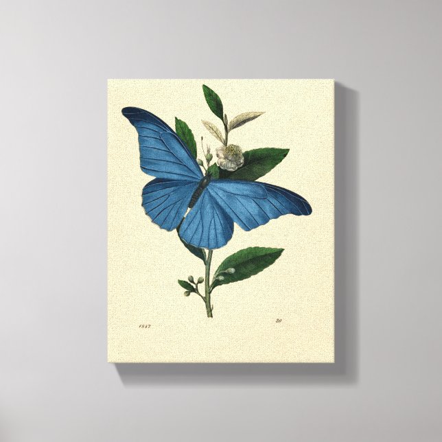 Lienzo Mariposa azul vintage (Anverso)
