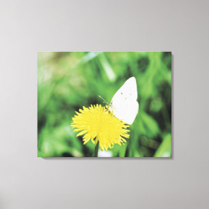 Lienzo Mariposa blanca que alimenta en un diente de león