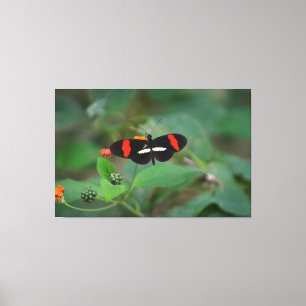 Lienzo Mariposa cartero