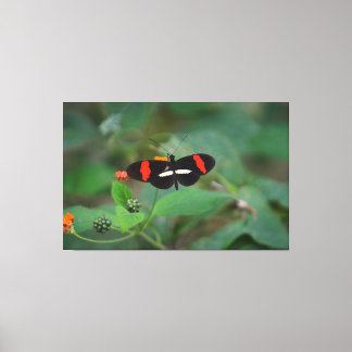 Lienzo Mariposa cartero