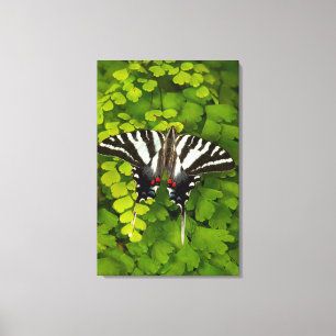 Lienzo Mariposa cola de golondrina americana