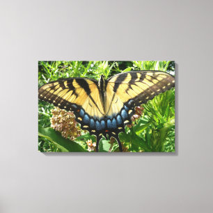 Lienzo Mariposa cola de golondrina II en Shenandoah