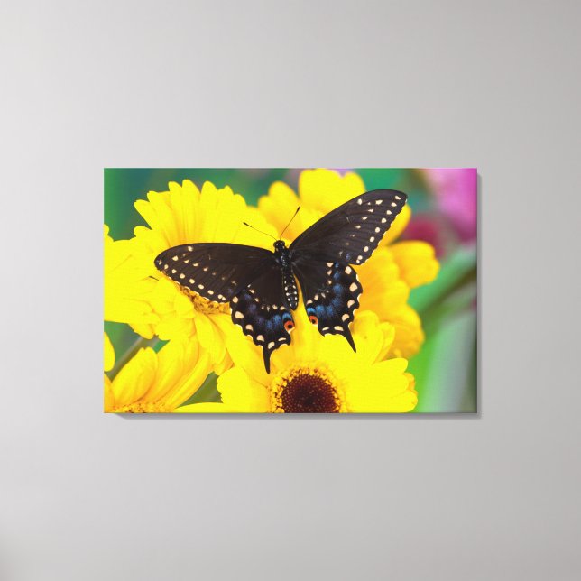 Lienzo Mariposa cola de golondrina negra (Anverso)
