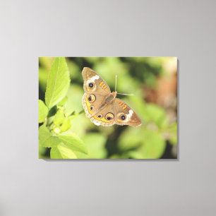 Lienzo Mariposa común del castaño de Indias, Junonia