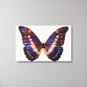 Lienzo Mariposa con alas esparcidas 2