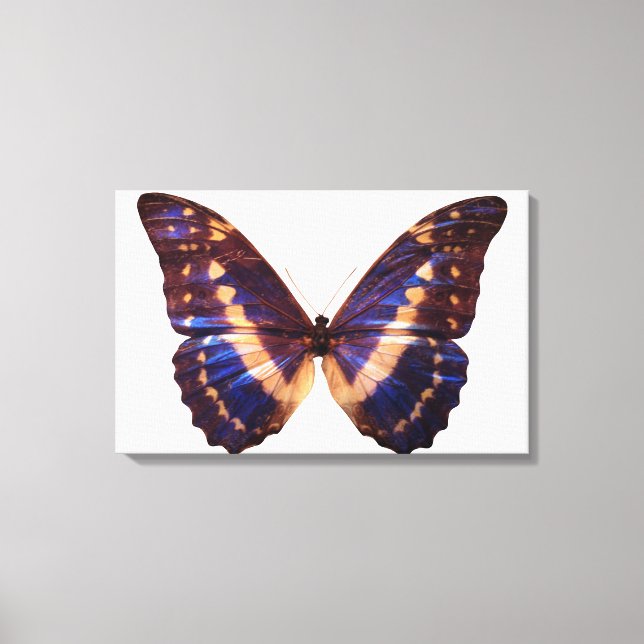 Lienzo Mariposa con alas esparcidas 2 (Anverso)
