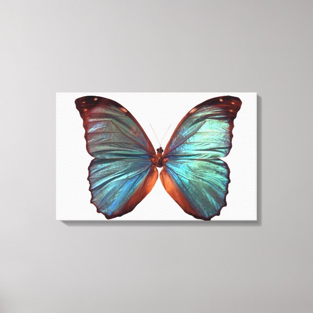 Lienzo Mariposa con las alas extendidas (Anverso)