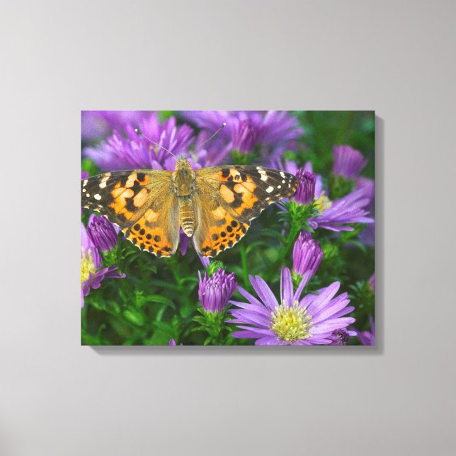 Lienzo Mariposa de ala angulosa en flor de cono (Anverso)