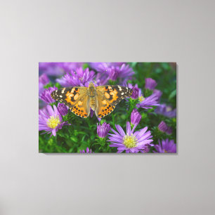 Lienzo Mariposa de ala angulosa en flor de cono