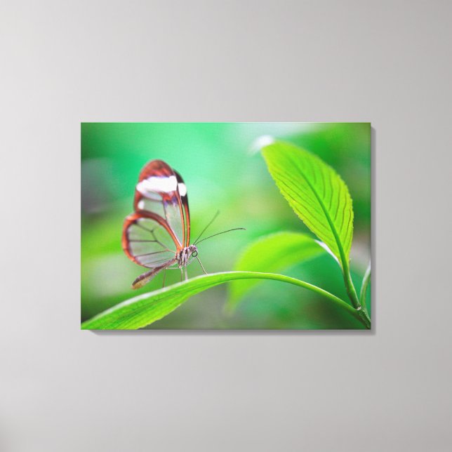 Lienzo Mariposa de ala de vidrio relajada en verde fresco (Anverso)