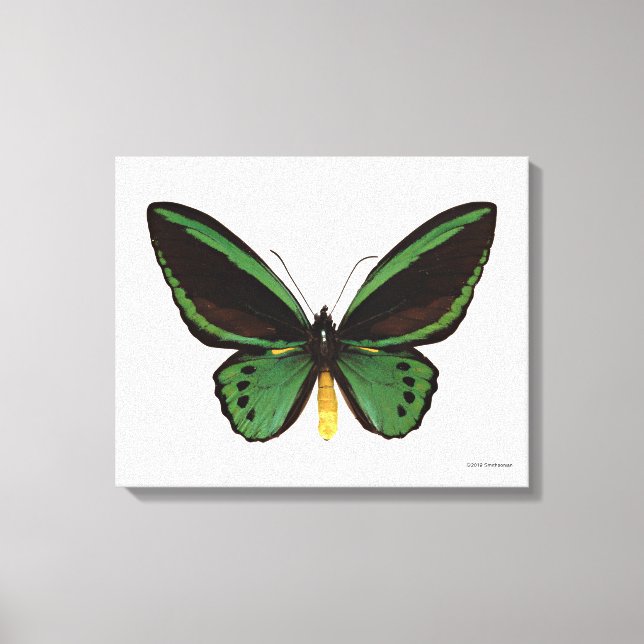 Lienzo Mariposa de aves verdes (Anverso)