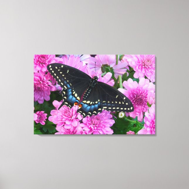 Lienzo Mariposa de Baltimore de Cuadros (Anverso)