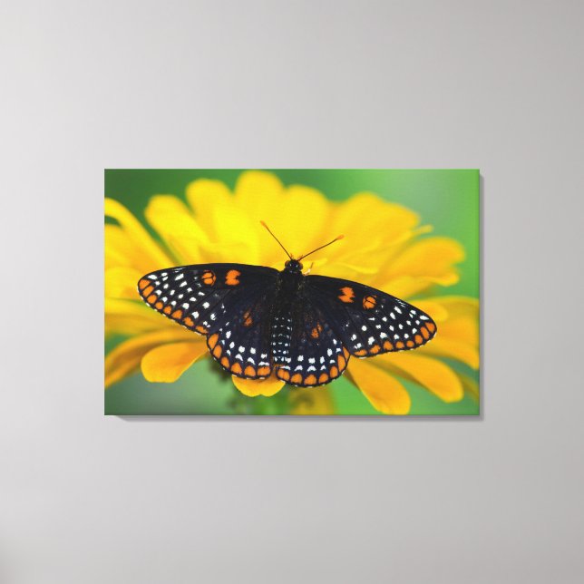 Lienzo Mariposa de Baltimore de mancha cuadriculada (Anverso)