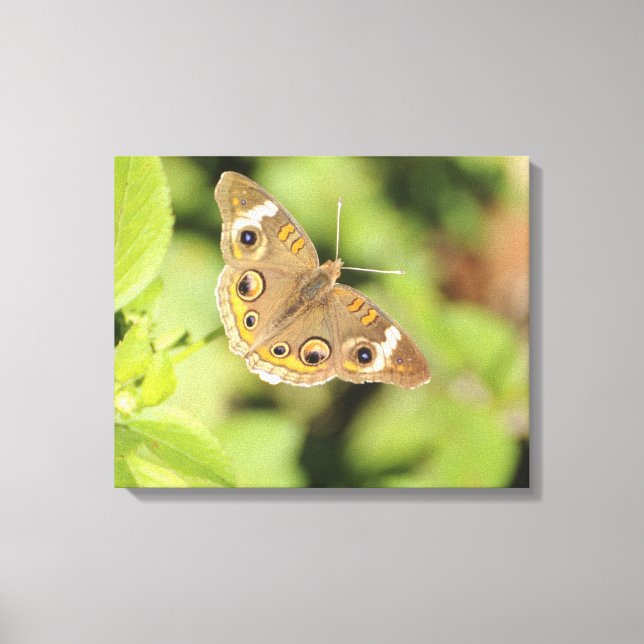 Lienzo Mariposa de cochinillo común, Junonia coenia. (Anverso)