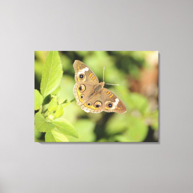 Lienzo Mariposa de cochinillo común, Junonia coenia. (Anverso)