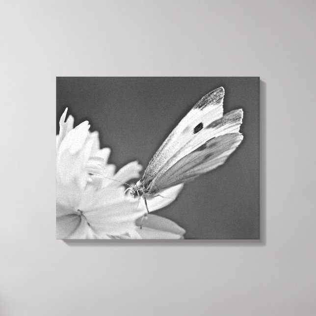 Lienzo Mariposa de col sobre cosmos en blanco y negro (Anverso)