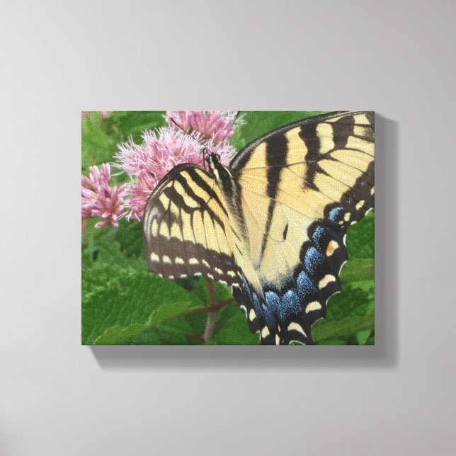 Lienzo Mariposa de cola cruda (Anverso)